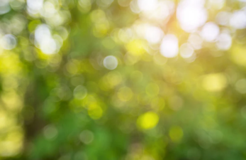 Sunlight through trees