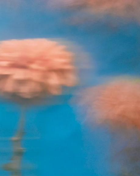 Blurred peonies