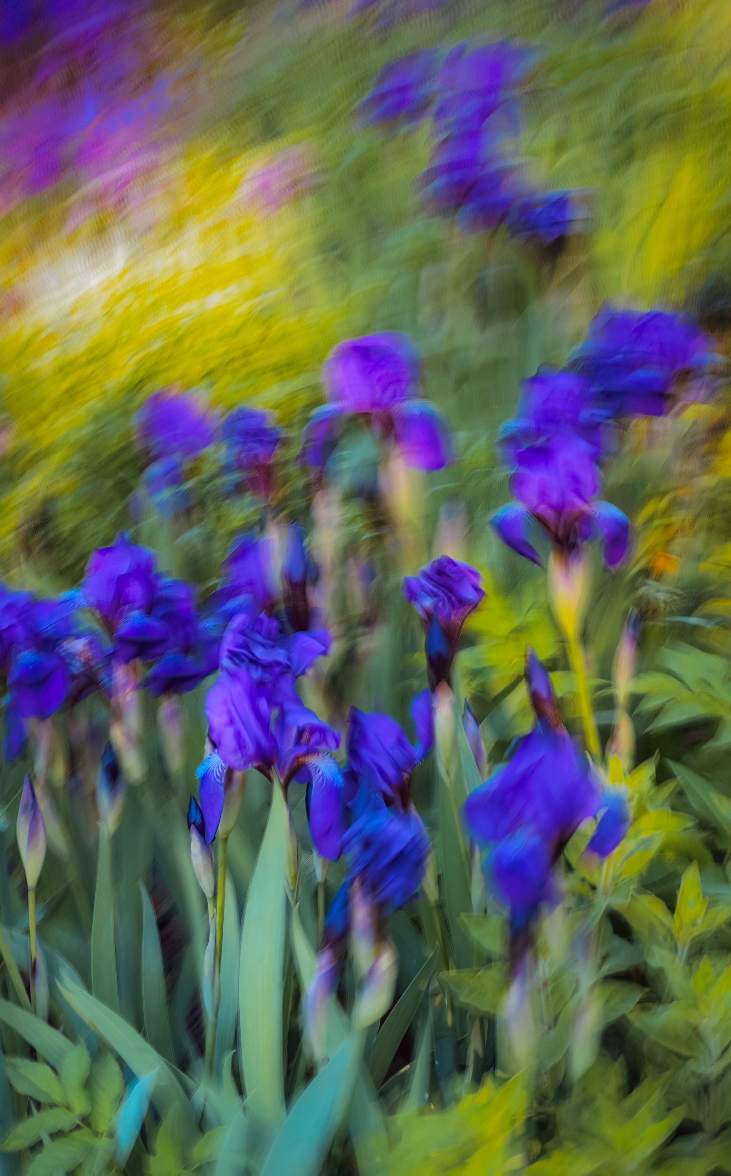 Purple irises