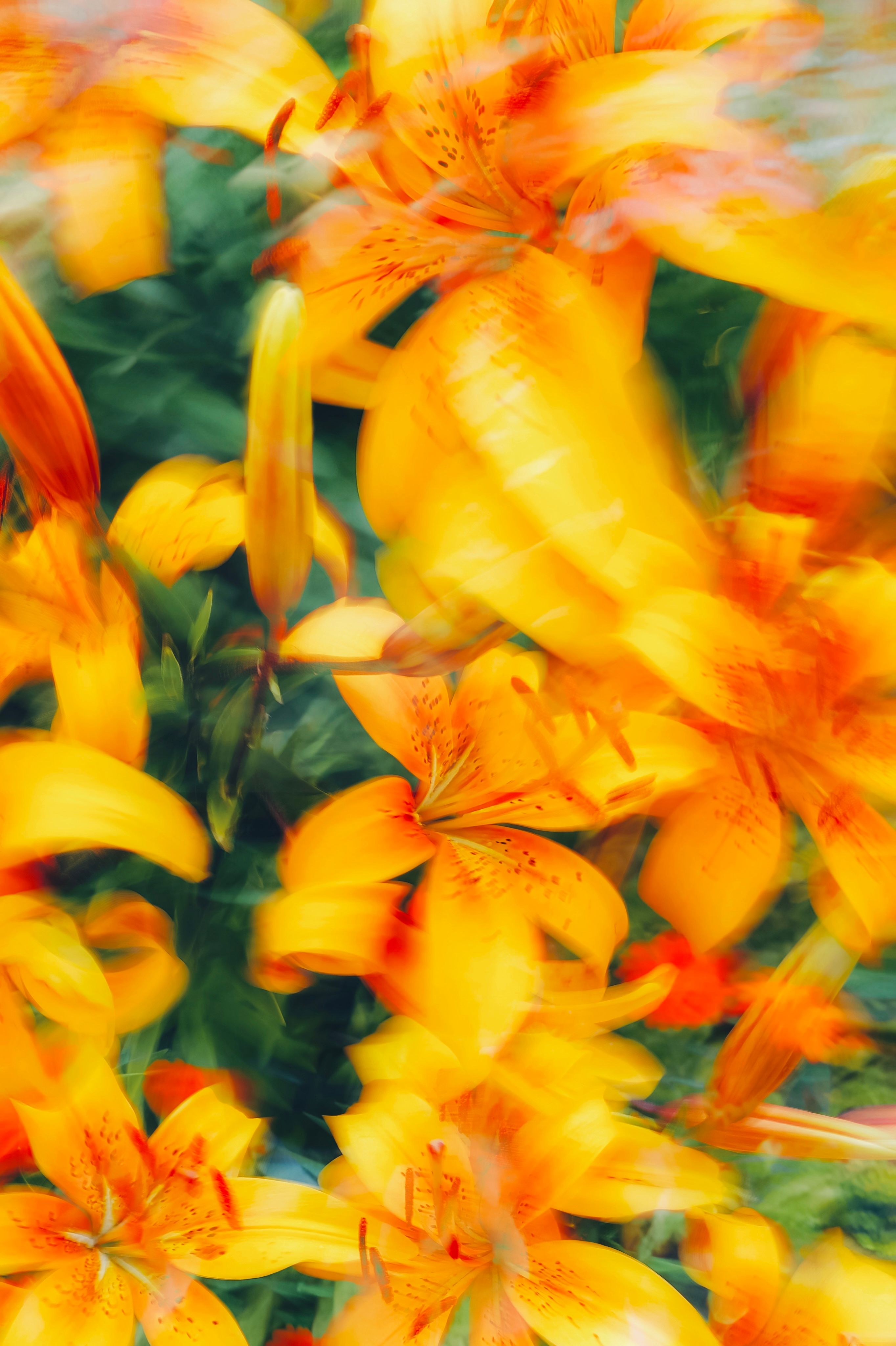 Orange lilies