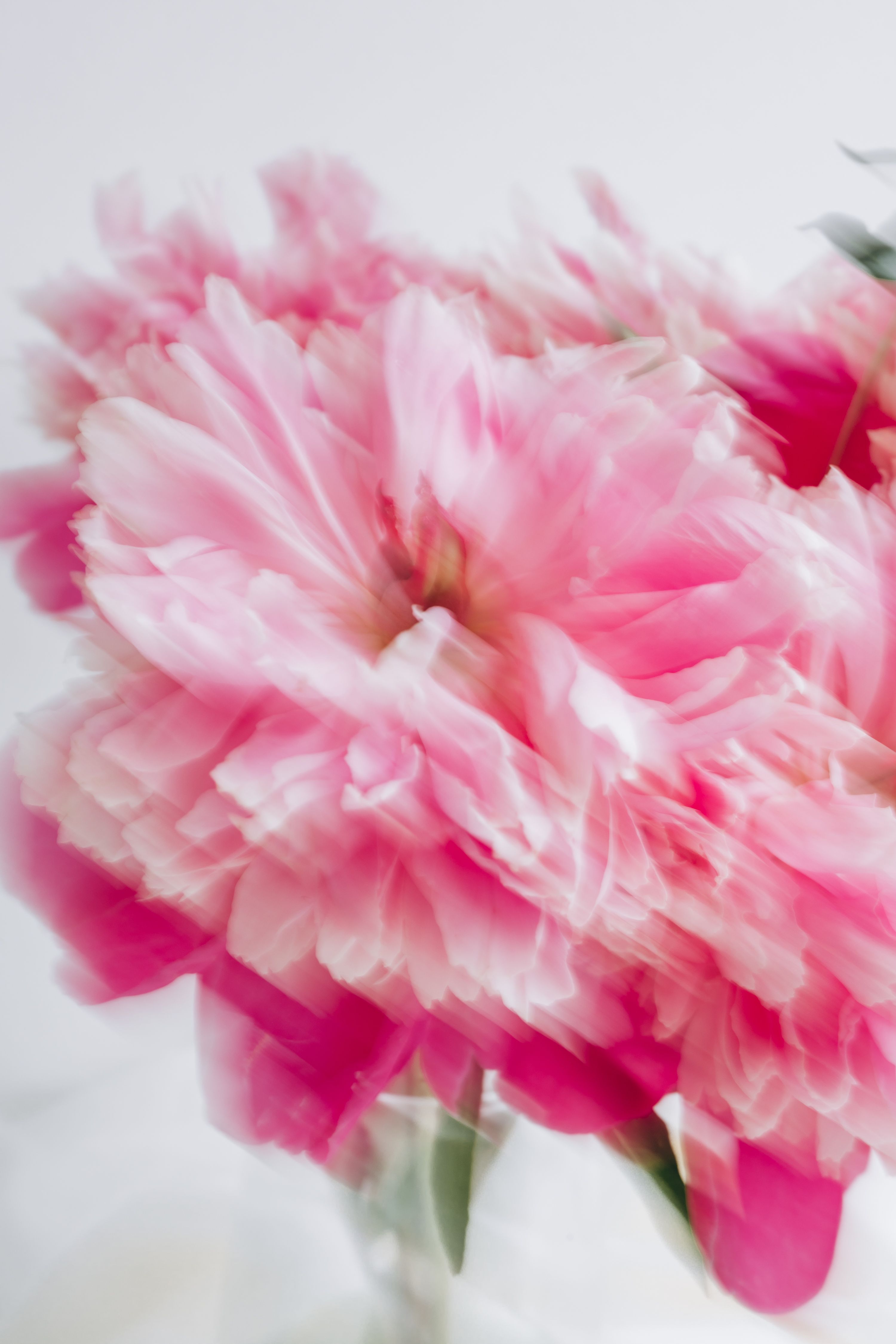 Pink peony