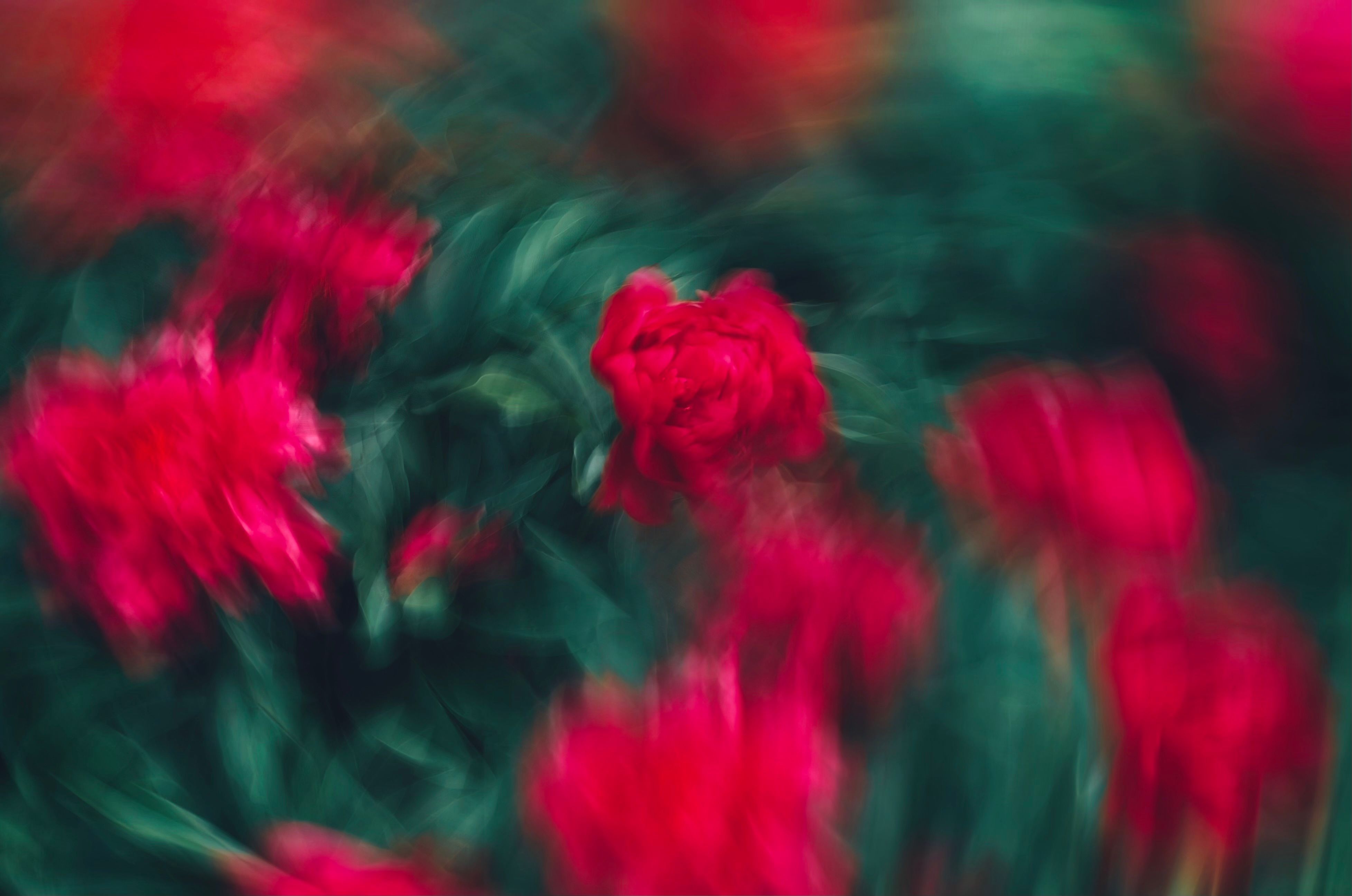 Red roses